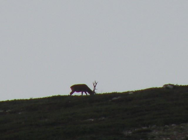 PASSIONE PER IL CERVO